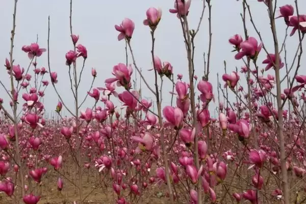 图片[3]-种植玉兰的方法和重点？种植玉兰要做好哪些细节？-会东网