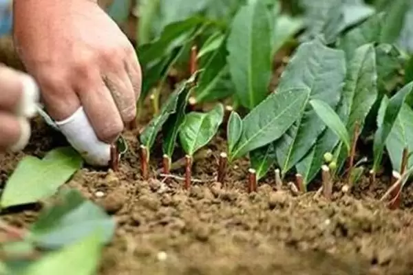 图片[4]-认识摇钱树外观的方法和重点？认识摇钱树外观要做好哪些细节？-会东网