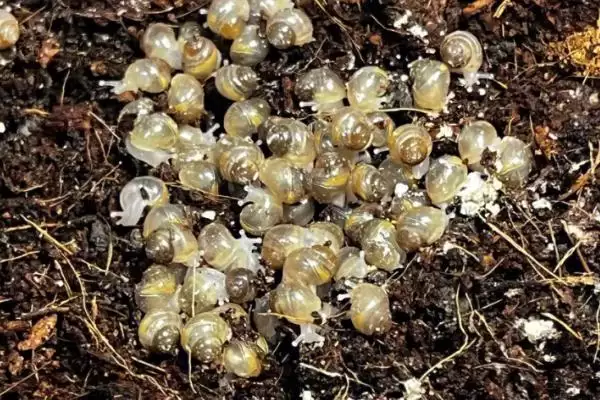 图片[2]-提高蜗牛卵孵化率的方法和重点？提高蜗牛卵孵化率要做好哪些细节？-会东网