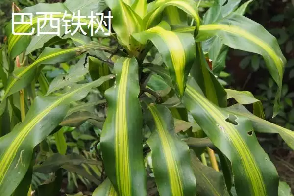 图片[2]-铁树的种类？认识铁树种类要了解哪些关键的品种分类和形态特性要点？-会东网