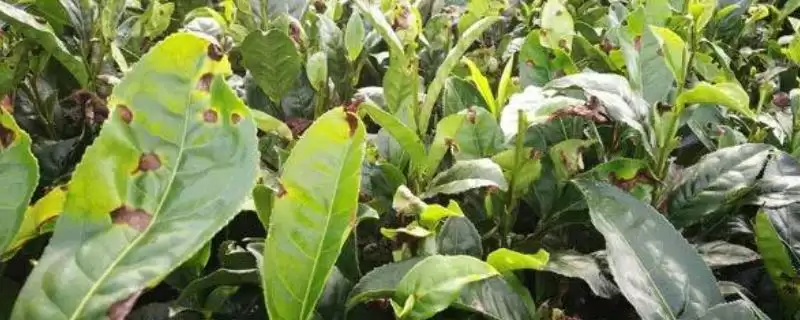 如何防治茶白星病？种植茶树防治茶白星病要采取哪些措施？-会东网