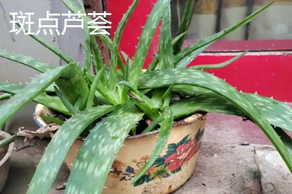 图片[8]-芦荟有哪些常见的种类 ,常见的芦荟种类有哪些-会东网