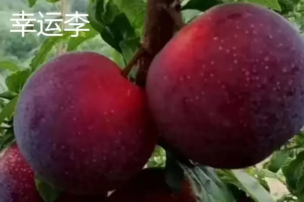 图片[6]-探寻早红李产地的方法和重点？探寻早红李产地要做好哪些细节？-会东网