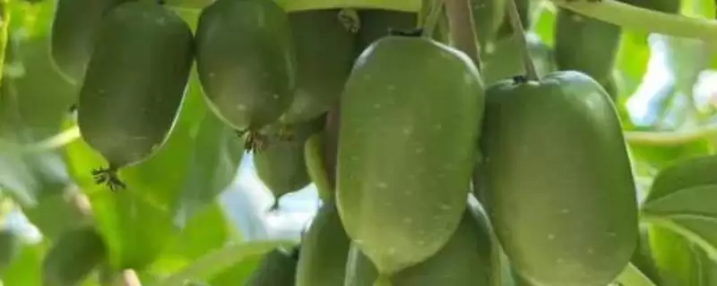 软枣猕猴桃冬季如何管理？冬季管理软枣猕猴桃要掌握哪些要点？-会东网