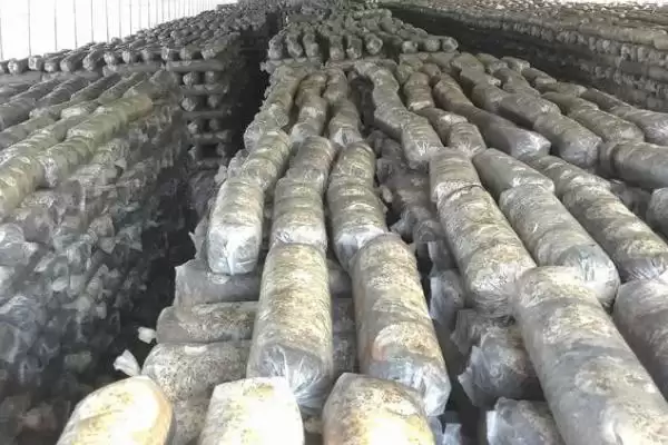 图片[5]-香菇菌棒接种的方法和要点？香菇菌棒接种需掌握哪些关键技术环节？-会东网