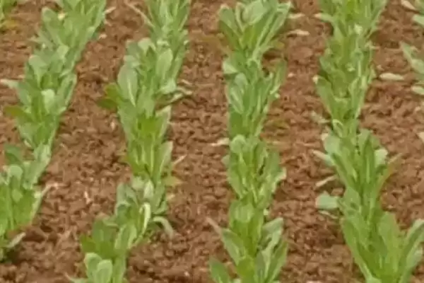 图片[5]-确定油麦菜种植时间的方法和重点？确定油麦菜种植时间要做好哪些细节？-会东网