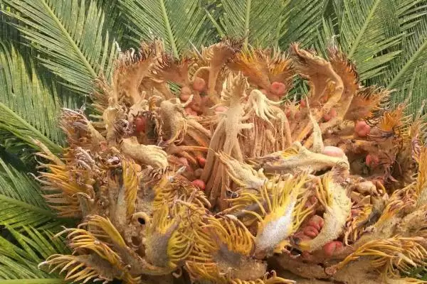 图片[3]-铁树会不会开花？判断铁树是否开花要了解哪些铁树生长和环境影响要点？-会东网