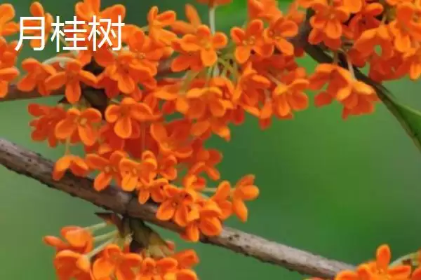 图片[2]-区分月桂树与桂花树的方法和重点？区分月桂树与桂花树要做好哪些细节？-会东网