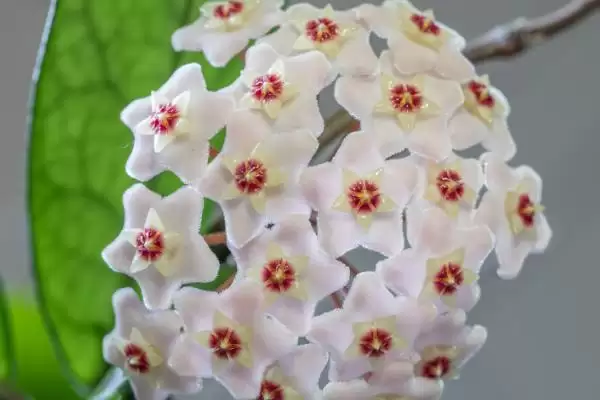 图片[6]-苏奈球兰的味道好不好闻？了解苏奈球兰味道要考虑哪些花香特性和个人喜好因素？-会东网