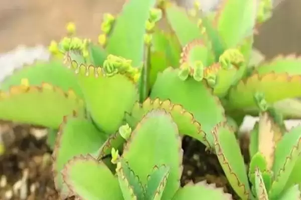 图片[3]-落地生根是怎样的植物 ,落地生根属于什么科植物-会东网