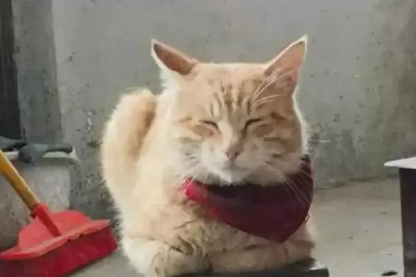 图片[3]-为什么猫的胡子不可剪？探究猫胡子不可剪原因要了解哪些猫咪生理和行为习性要点？-会东网