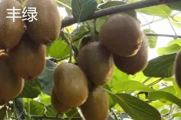 图片[3]-软枣猕猴桃甜度排名？了解软枣猕猴桃甜度排名要知晓哪些品种情况？-会东网