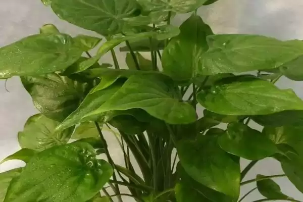 图片[2]-尖尾芋的种植要点 ,种植尖尾芋有哪些关键要点-会东网