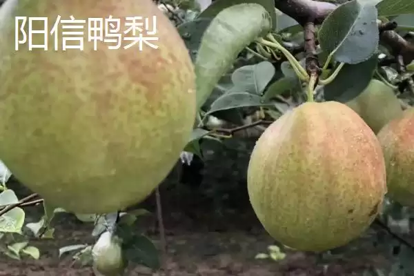 图片[6]-探寻鸭梨产地的方法和重点？探寻鸭梨产地要做好哪些细节？(2)-会东网