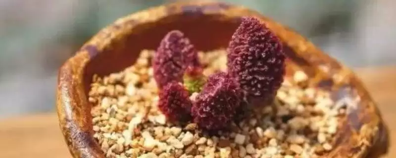叶插朱紫玉的方法和重点？叶插朱紫玉要做好哪些细节？-会东网
