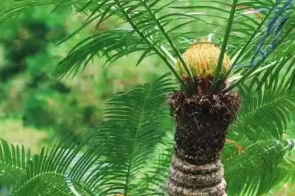 图片[2]-了解植物分辨公母方式的方法和重点？了解植物分辨公母方式要做好哪些细节？-会东网