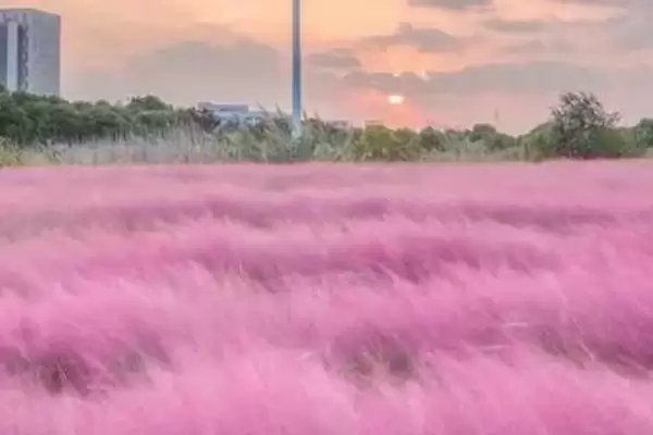 图片[2]-粉色花海的缔造者：粉黛乱子草的梦幻魅力-会东网