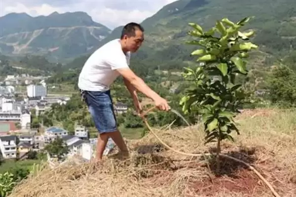 图片[8]-蜜柚施肥与气候条件有关系吗 ,蜜柚施肥与温度、光照、降水等有关-会东网