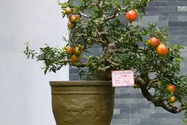 图片[4]-盆栽石榴树开花结果时间：扦插苗三四年开花结果的成长奇迹-会东网