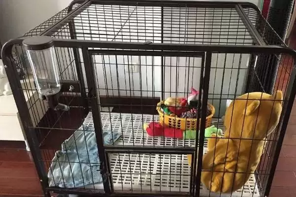 图片[2]-让狗狗不抗拒进笼的方法？训练狗狗不抗拒进笼要掌握哪些有效的驯化方法和要点？-会东网