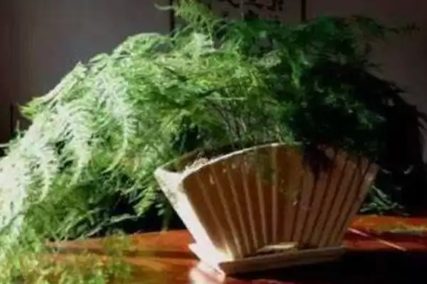 图片[7]-文竹摆放在哪里对风水好？确定文竹摆放位置考虑风水要了解哪些风水文化和植物特性要点？-会东网