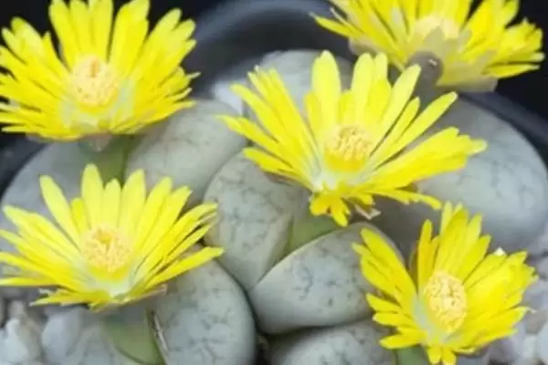 图片[7]-如何移栽生石花？移栽生石花要遵循哪些正确的移栽操作流程？-会东网