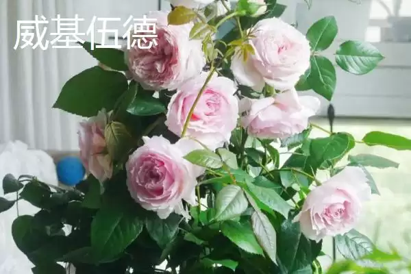 图片[9]-最美的月季花品种的种类和要点？选择月季花品种需关注哪些？-会东网