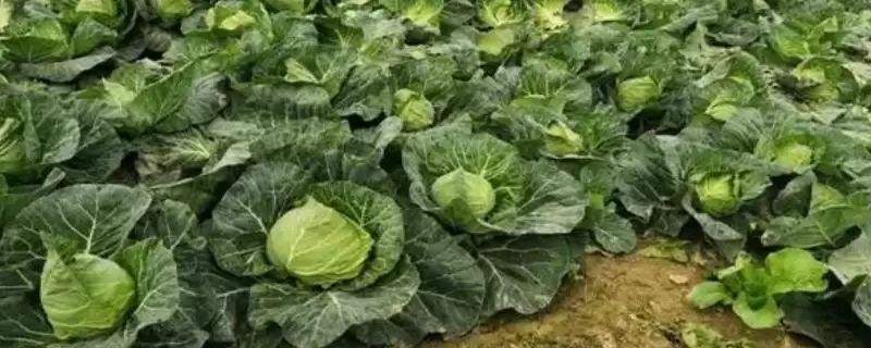夏季种植甘蓝的方法和要点？夏季种植甘蓝要掌握哪些关键技术环节？-会东网