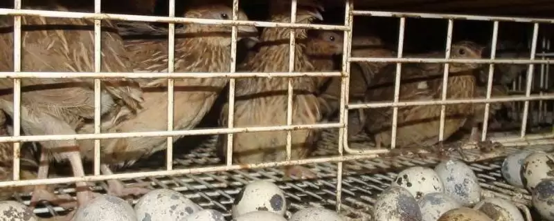 了解养殖的鹌鹑下蛋时间的方法和重点？了解养殖的鹌鹑下蛋时间要做好哪些细节？-会东网
