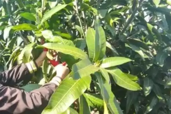图片[3]-芒果如何进行修剪 ,芒果修剪分为哪些时期-会东网
