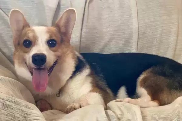 图片[2]-柯基犬的优缺点 ,柯基犬的脾气大表现在哪方面呢？-会东网