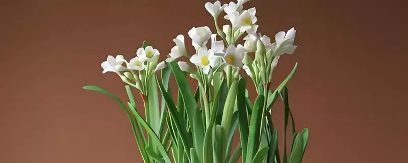 水仙花的花语？了解水仙花花语要探究哪些文化象征和寓意内涵要点？-会东网