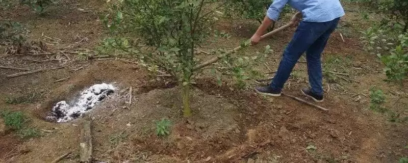 秋施底肥方法全解：底肥施用数量与土壤肥力关系-会东网