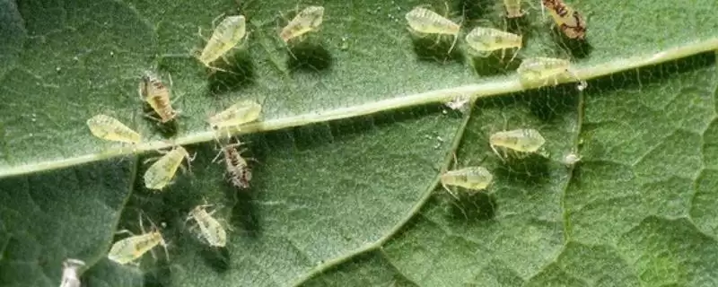 蔬菜蚜虫防治的土方法？防治蔬菜蚜虫采用土方法要了解哪些实用技巧？-会东网