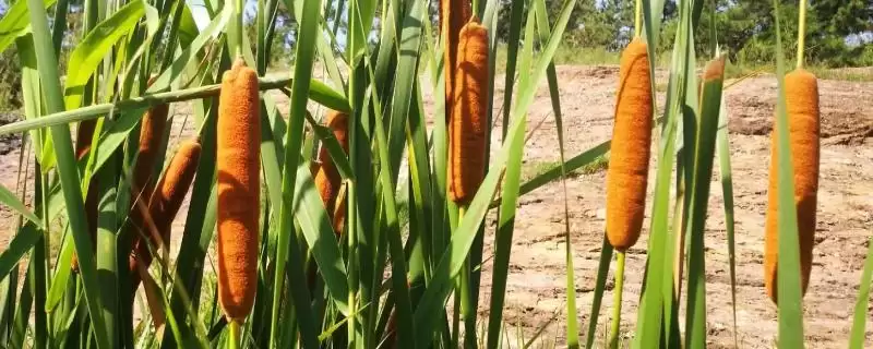 蒲黄种植方法全解：以分株繁殖为主的操作要点-会东网