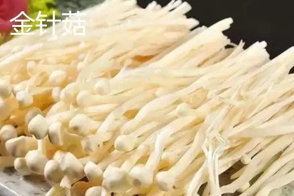 图片[2]-金针菇和海鲜菇的区别 ,金针菇与海鲜菇有何不同呢-会东网