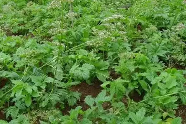 图片[3]-缬草种植的方法和要点？种植缬草要掌握哪些关键技术步骤？-会东网