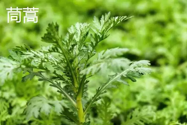 图片[4]-茼蒿能割几茬？了解茼蒿收割茬数要考虑哪些生长周期和养护要点？-会东网