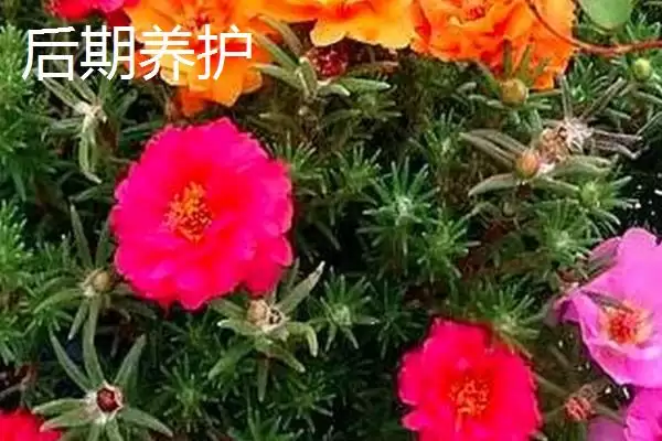 图片[5]-太阳花秋天能扦插吗？判断太阳花秋天能否扦插要考虑哪些环境和生长因素？-会东网