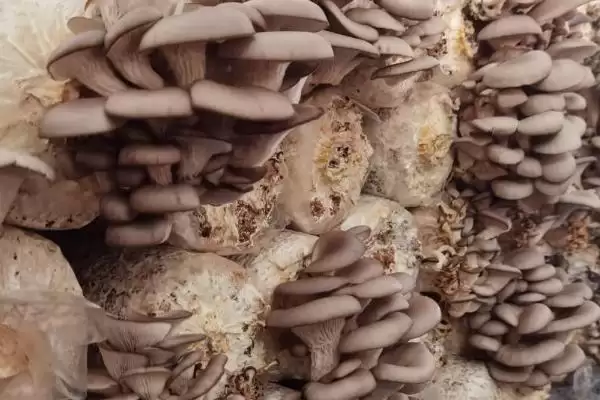 图片[3]-平菇两段出菇培育法：接种时铺菌种的操作要点-会东网