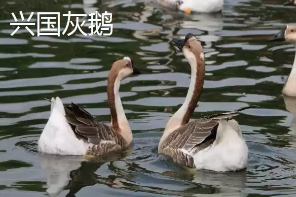 图片[4]-江西赣州市的特产 ,江西赣州市有什么代表性特产-会东网