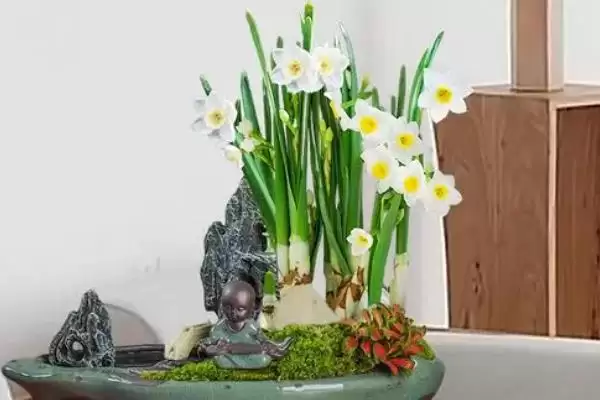 图片[6]-水仙花能不能在室内养？判断水仙花能否室内养殖要考虑哪些健康和养护因素？-会东网