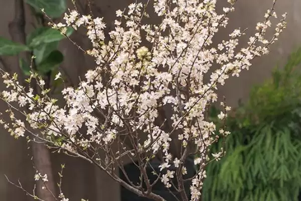 图片[4]-盆栽樱花养护技巧：花前花后修剪的重要步骤-会东网