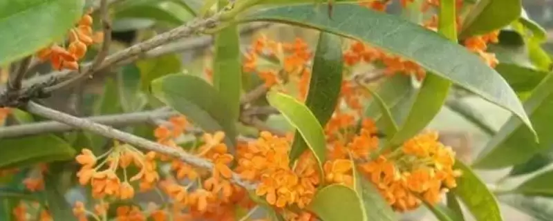 了解月月红桂苗价格的方法和重点？了解月月红桂苗价格要做好哪些细节？-会东网