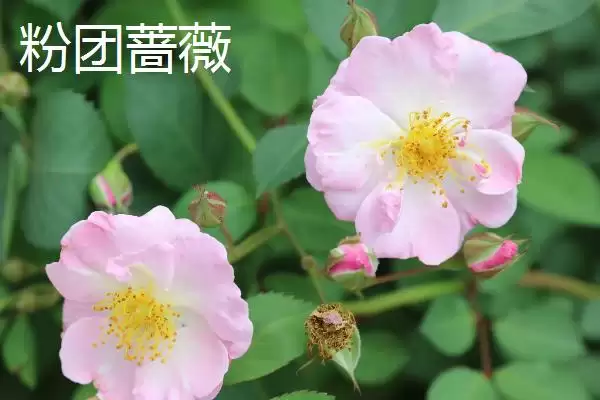 图片[5]-蔷薇花种类大集合：多数为世界著名观赏植物的品种介绍-会东网