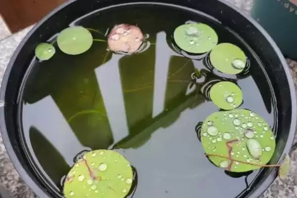 图片[6]-种植碗莲所需盆深的要点和依据？种植碗莲选盆需关注哪些要点？-会东网