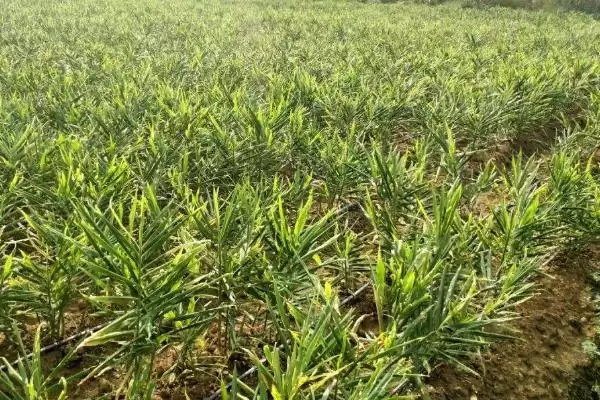 图片[2]-生姜的种植时间？了解生姜种植时间要关注哪些季节和气候要点？-会东网