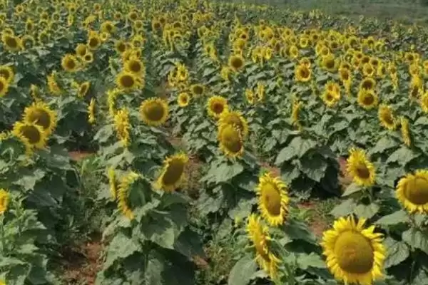 图片[5]-防治油葵菌核病的方法和重点？防治油葵菌核病要做好哪些细节？-会东网