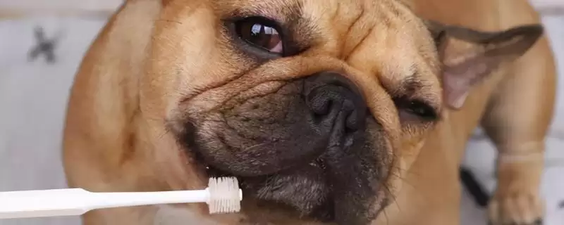 解决狗狗口臭有腥味问题的方法和重点？解决狗狗口臭有腥味问题要做好哪些细节？-会东网