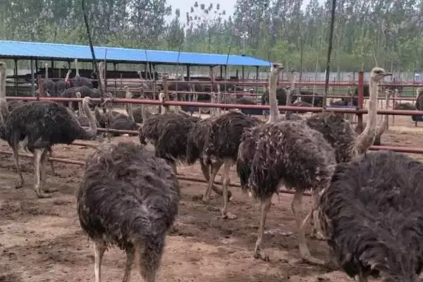 图片[4]-鸵鸟的养殖注意事项？养殖鸵鸟要遵循哪些涵盖饲养、环境和疾病防控的要点？-会东网